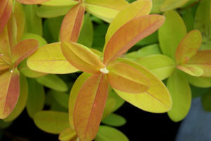 Obraz Hypericum